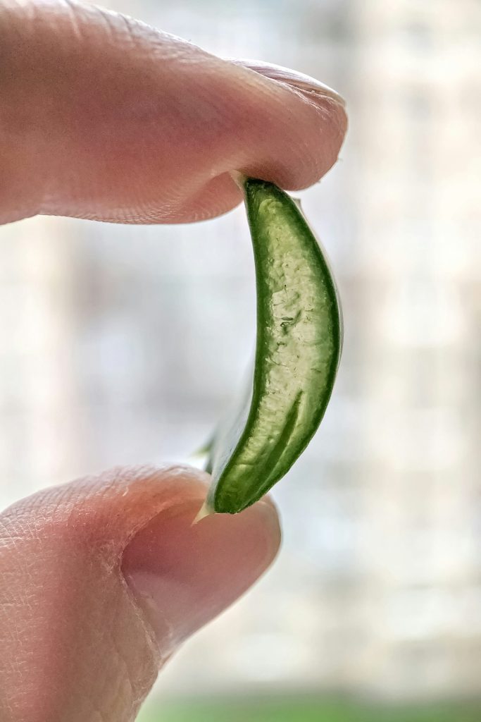 A piece of the aloe plant in close-up. Alternative medicine.